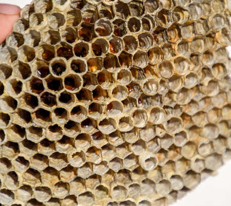 The nest is aspen, polist. The aspen nest at the end of the breeding season. Stocks of honey in...