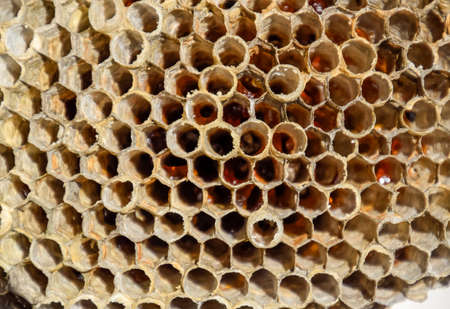 The nest is aspen, polist. The aspen nest at the end of the breeding season. Stocks of honey in honeycombs. Aspen honey. Vespa.の写真素材