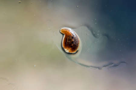 Leech on the glass. Bloodsucking animal. subclass of ringworms from the belt-type class....