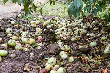 Apple orchard. Rows of trees and the fruit of the ground under the trees.