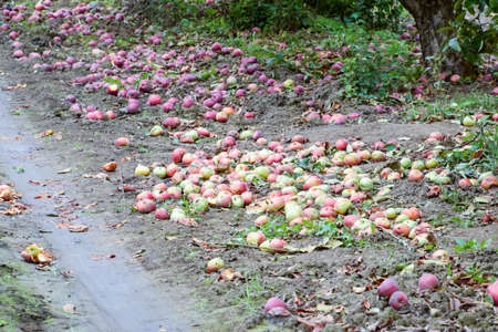 Apple orchard. Rows of trees and the fruit of the ground under the trees.の写真素材