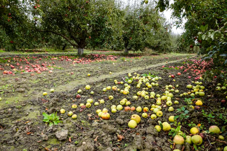 Apple orchard. Rows of trees and the fruit of the ground under the trees.の写真素材
