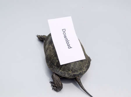 Download. A bad internet symbol. Low download speed. Slow internet. Ordinary river tortoise of temperate latitudes. The tortoise is an ancient reptileの写真素材