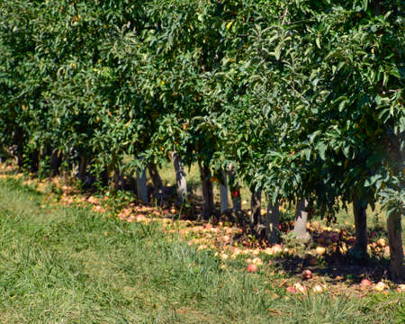 Apple orchard. Rows of trees and the fruit of the ground under the trees.の写真素材
