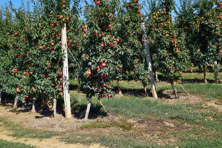 Apple orchard. Rows of trees and the fruit of the ground under the trees.