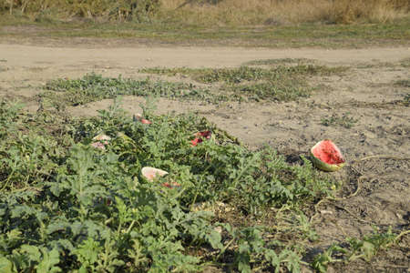 An abandoned field of watermelons and melons. Rotten watermelons. Remains of the harvest of melons. Rotting vegetables on the fieldの写真素材