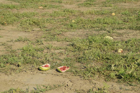 An abandoned field of watermelons and melons. Rotten watermelons. Remains of the harvest of melons. Rotting vegetables on the fieldの写真素材