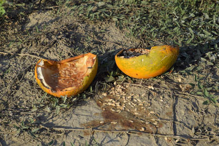 Chopped old rotten melon. An abandoned field of watermelons and melons. Rotten watermelons. Remains of the harvest of melons. Rotting vegetables on the fieldの写真素材