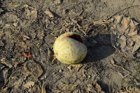 Chopped old rotten watermelon. An abandoned field of watermelons and melons. Rotten watermelons. Remains of the harvest of melons. Rotting vegetables on the fieldの写真素材