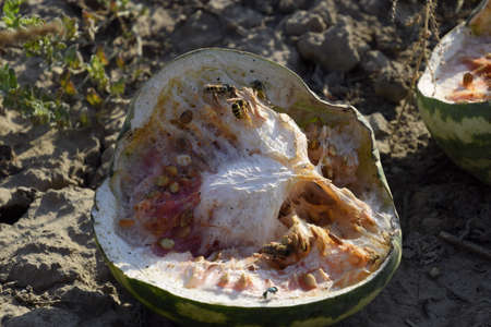Chopped old rotten watermelon. An abandoned field of watermelons and melons. Rotten watermelons. Remains of the harvest of melons. Rotting vegetables on the fieldの写真素材