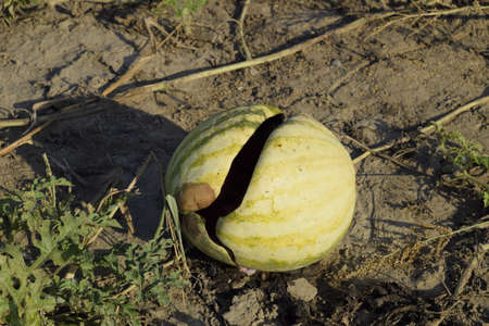 Chopped old rotten watermelon. An abandoned field of watermelons and melons. Rotten watermelons. Remains of the harvest of melons. Rotting vegetables on the fieldの写真素材