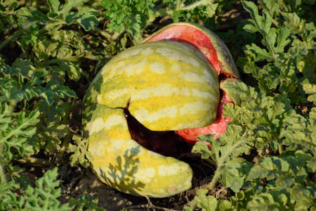 Chopped old rotten watermelon. An abandoned field of watermelons and melons. Rotten watermelons. Remains of the harvest of melons. Rotting vegetables on the fieldの写真素材