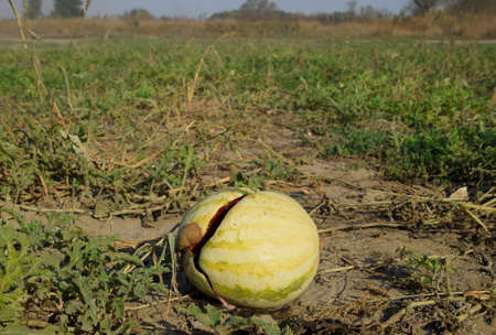 Chopped old rotten watermelon. An abandoned field of watermelons and melons. Rotten watermelons. Remains of the harvest of melons. Rotting vegetables on the fieldの写真素材