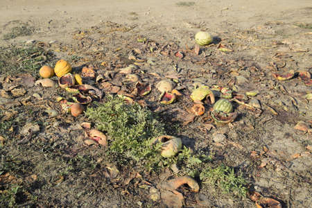 Heaps of rotting watermelons. Peel of melon. An abandoned field of watermelons and melons. Rotten watermelons. Remains of the harvest of melons. Rotting vegetables on the fieldの写真素材