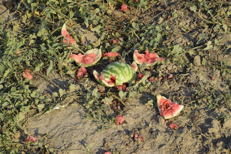 Heaps of rotting watermelons. Peel of melon. An abandoned field of watermelons and melons. Rotten watermelons. Remains of the harvest of melons. Rotting vegetables on the fieldの写真素材