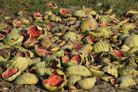 Heaps of rotting watermelons. Peel of melon. An abandoned field of watermelons and melons. Rotten watermelons. Remains of the harvest of melons. Rotting vegetables on the fieldの写真素材