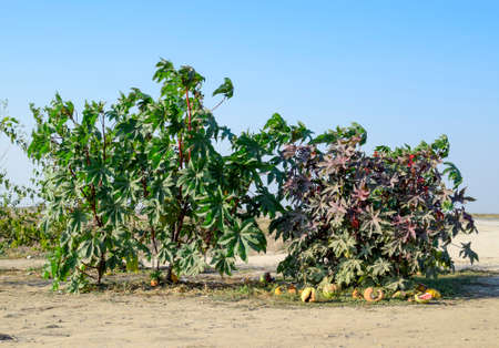 Large bushes of Ricinus. A plant from which castor oil is madeの写真素材
