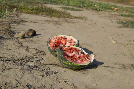 Split in two an old rotten watermelon. Rotten watermelons. Remains of the harvest of melons. Rotting vegetables on the fieldの写真素材