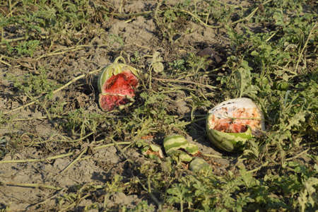 Split in two an old rotten watermelon. Rotten watermelons. Remains of the harvest of melons. Rotting vegetables on the fieldの写真素材