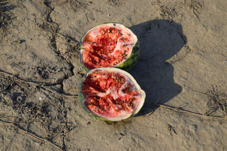 Split in two an old rotten watermelon. Rotten watermelons. Remains of the harvest of melons. Rotting vegetables on the fieldの写真素材