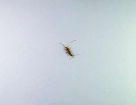 Insect feeding on paper - silverfish. Pest books and newspapers.の写真素材