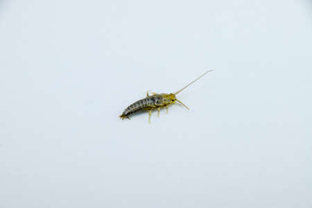Insect feeding on paper - silverfish. Pest books and newspapers.