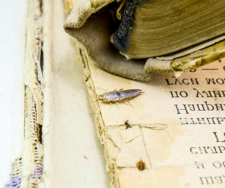 Insect feeding on paper - silverfish. Pest books and newspapers.の写真素材