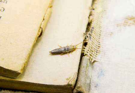 Insect feeding on paper - silverfish. Pest books and newspapers.