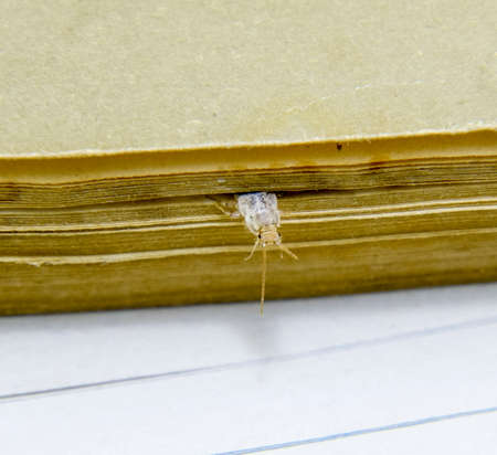 Insect feeding on paper - silverfish. Pest books and newspapers.の写真素材