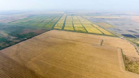 Growing rice on flooded fields. Ripe rice in the field, the beginning of harvesting. A bird's-eye view. Flooding the fields with water in which rice sown.の写真素材