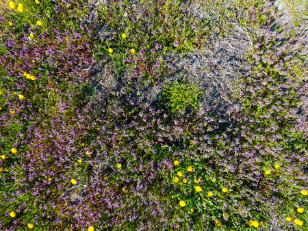 Flowers of dandelion. Lamium purpureum blooming in the garden. Medicinal plants.の写真素材
