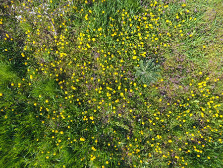 Top view of a flower clearing in the garden. Dandelions are yellow flowers and other flowers.の写真素材