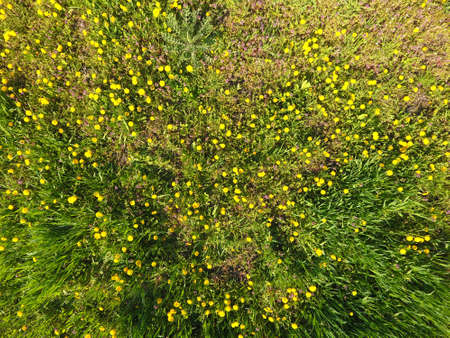 Top view of a flower clearing in the garden. Dandelions are yellow flowers and other flowers.の写真素材
