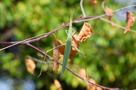 Green locust, wing insect. Pest of agricultural cropsの写真素材