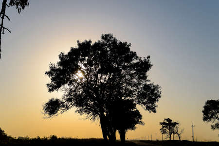 Lime tree on a sunset background. Black silhouette of a tree