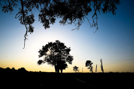 Lime tree on a sunset background. Black silhouette of a treeの写真素材