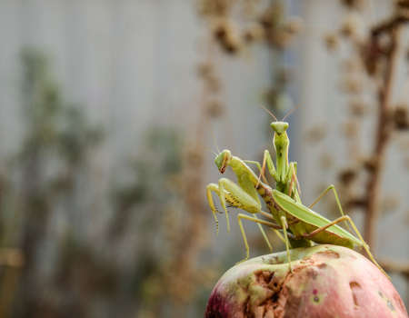 Mantis on a red background. Mating mantises. Mantis insect predatorの写真素材