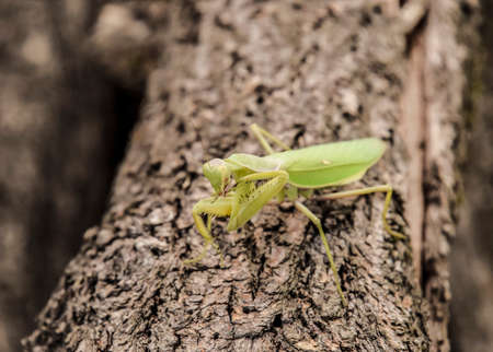Mantis on a log acacia. Mantis looking at the camera. Mantis insect predator.の写真素材