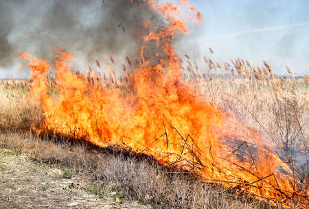 Burning dry grass and reeds. Cleaning the fields and ditches of the thickets of dry grass.の写真素材