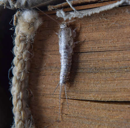 Insect feeding on paper - silverfish. Pest books and newspapers.
