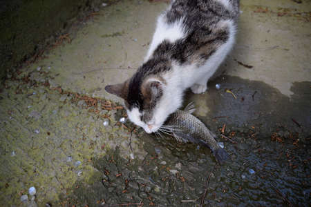 The cat eats live fish. Fish catch. Feeding the cat with fishの写真素材
