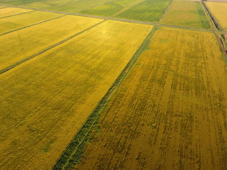 Growing rice on flooded fields. Ripe rice in the field, the beginning of harvesting. A bird's-eye...