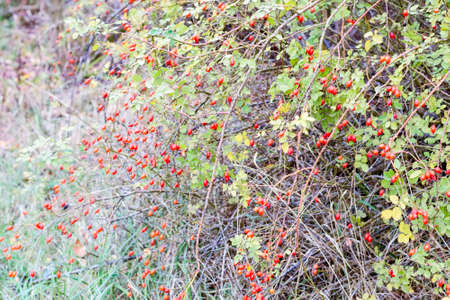 Hips bush with ripe berries. Berries of a dogrose on a bush. Fruits of wild roses. Thorny dogrose. Red rose hipsの写真素材
