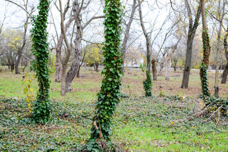 Ivy grows on the trunk of a tree. The plant is a parasite. Ivy poisonous, ivy ordinaryの写真素材