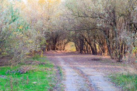 Autumn landscape in the forest. November, fallen leaves and bare branches of treesの写真素材