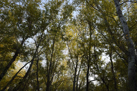View from the bottom up in a forest of silver poplars. Background of the sky and trees. Autumn in the forestの写真素材
