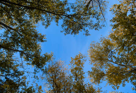 View from the bottom up in a forest of silver poplars. Background of the sky and trees. Autumn in the forestの写真素材