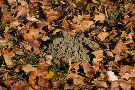 mound of earth from the burrow of a mole. A trace of a mole on the soilの写真素材