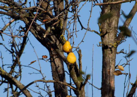 Two fruits of a pear hang on a branch. November fruit.