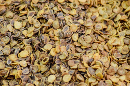 Seeds of tomato and dill. Seeds suspended for sowing. Tomato seeds and dillの写真素材